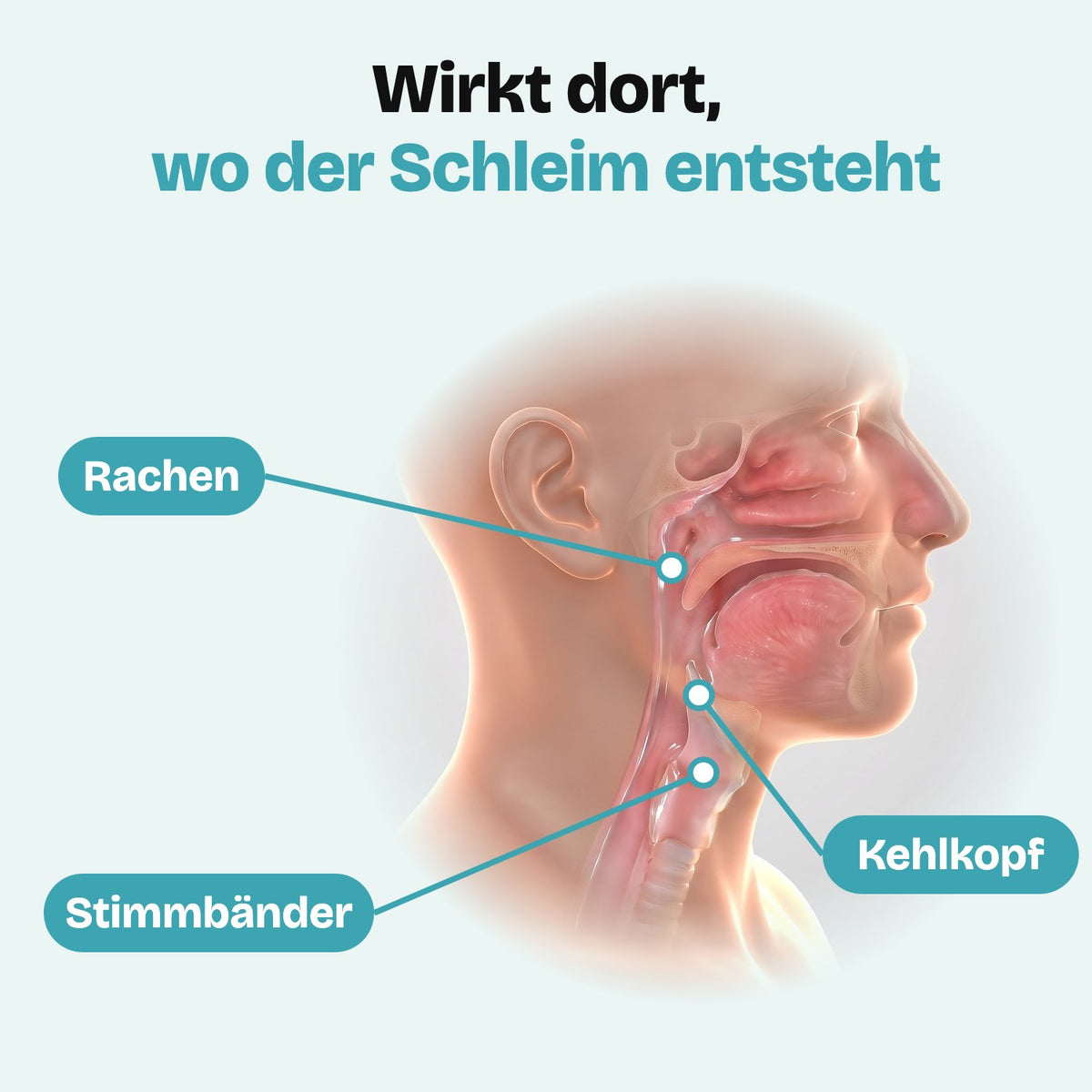 Wirkt dort, wo der Schleim entsteht: Rachen, Kehlkopf, Stimmbänder