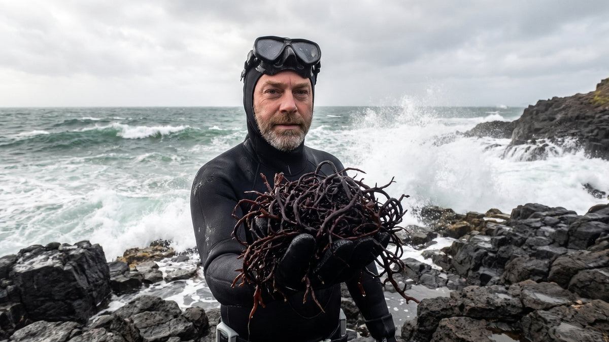 Le même plongeur que sur la photo du haut, debout sur des rochers mouillés de la côte irlandaise, le masque sur le front, tend une poignée de mousse sombre. Derrière lui, les vagues