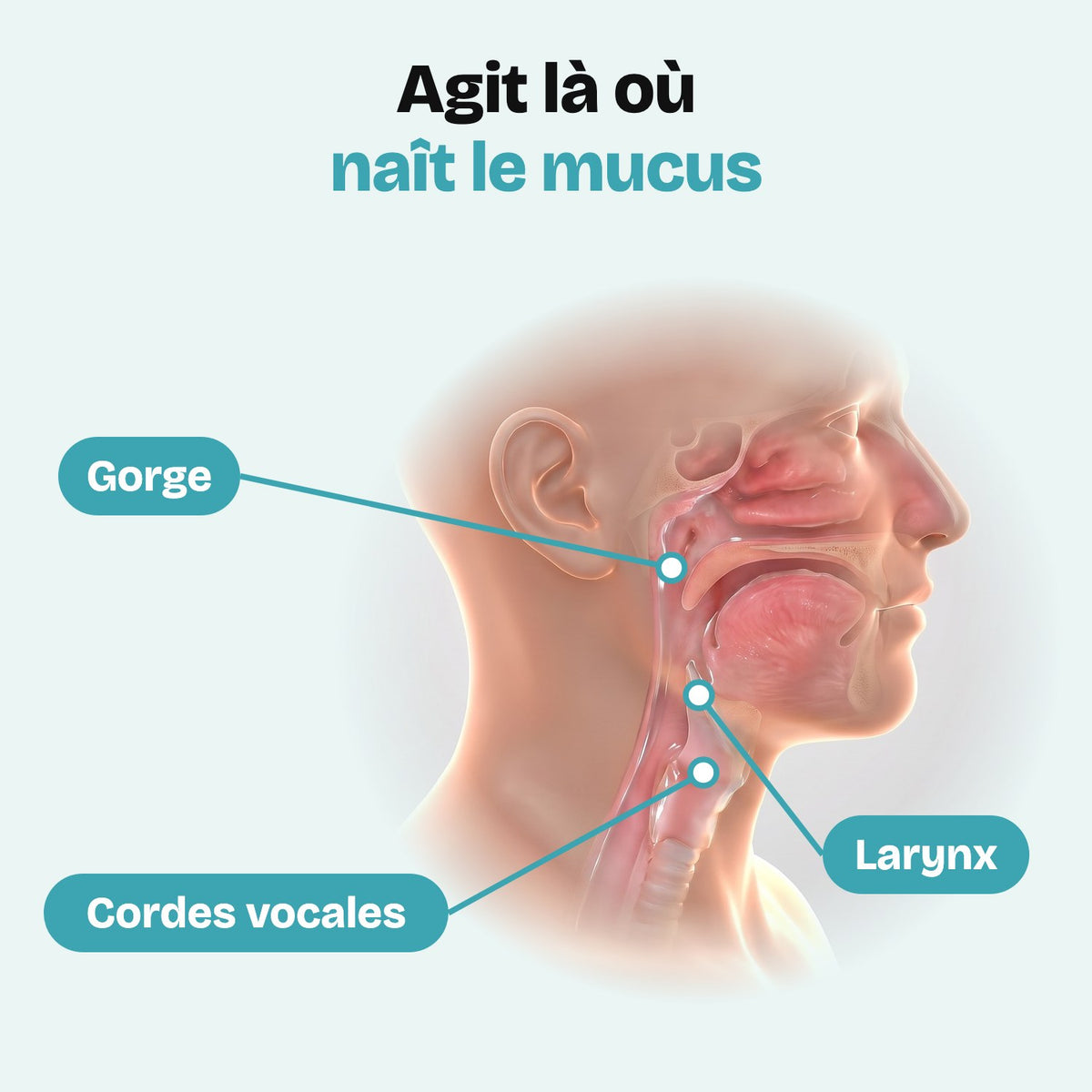 Agit là où naît le mucus : gorge, larynx, cordes vocales
