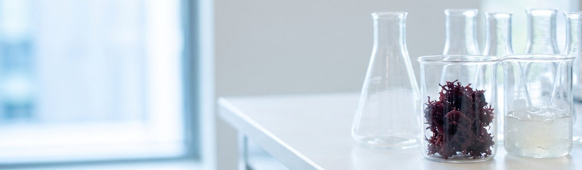 «E il vecchio rimedio dei sub irlandesi ha messo i ricercatori sulla pista giusta.» – un laboratorio luminoso con beute, un becher con muschio scuro e uno con gel trasparente
