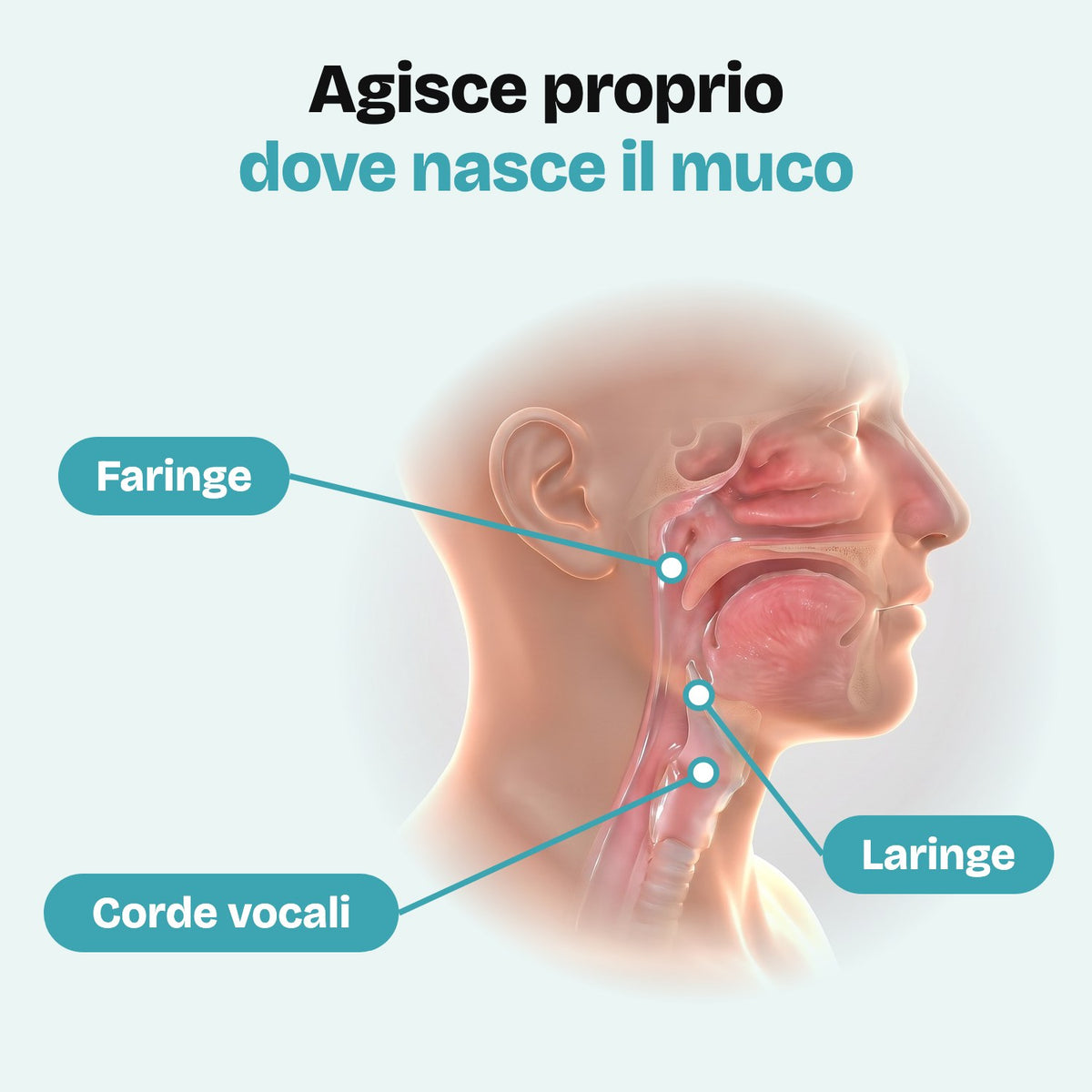 Agisce dove nasce il muco: faringe, laringe, corde vocali